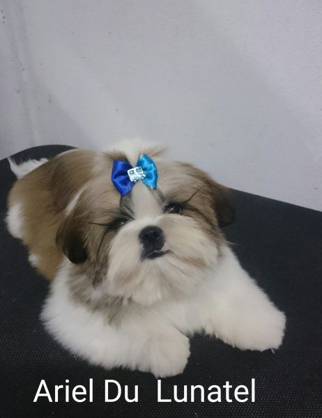 Shih Tzu Macho Dourado/Branco
