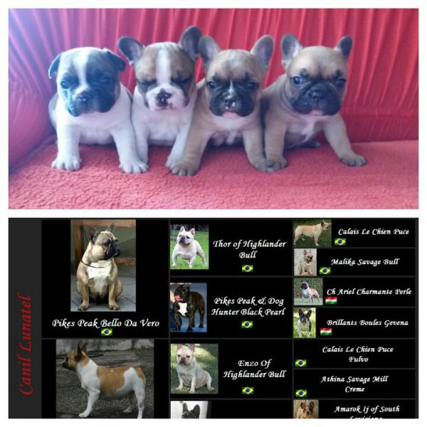Buldogue Francês